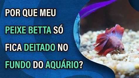 meu peixe betta só fica parado no fundo do aquário e não come,peixe betta no fundo do aquario